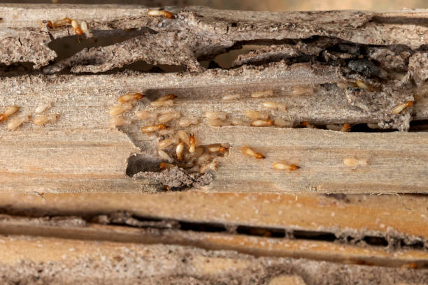 Best Pest Removal Services  in Fairbank, IA